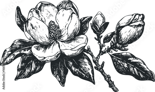 Vintage Sketch of a Magnolia Flower with Leaves and Buds