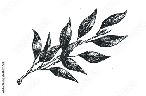 Engraved Botanical Branch with Detailed Leaves on White Background