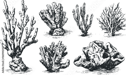 Collection of hand-drawn marine coral specimens on white background