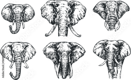 Six distinct head sketches of elephants showcased on a white background.