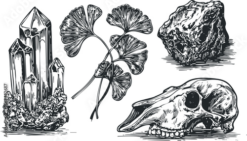 Cluster of Quartz Crystals, Ginkgo Leaves, and Animal Skull Composition