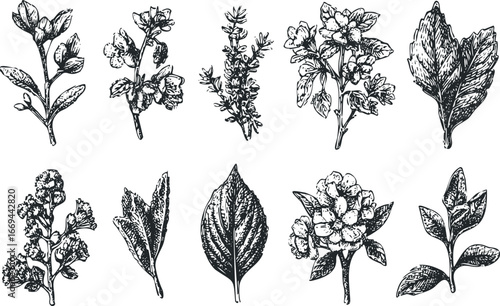 Botanical study collection of various flowering plants and leaves