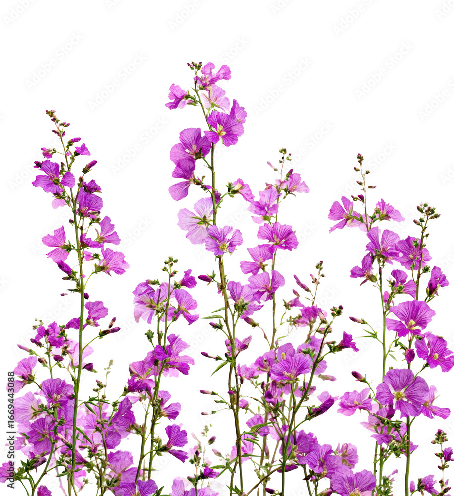 Fototapeta premium Vibrant purple wildflowers in bloom nature isolated on transparent background