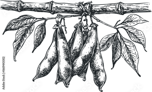 Hand-drawn sketch of ripe pea pods hanging from a branch with leaves