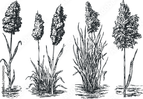 Hand Drawn Reeds and Tall Grasses Collection