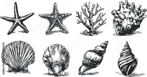 Collection of Hand Drawn Ocean Life and Shells