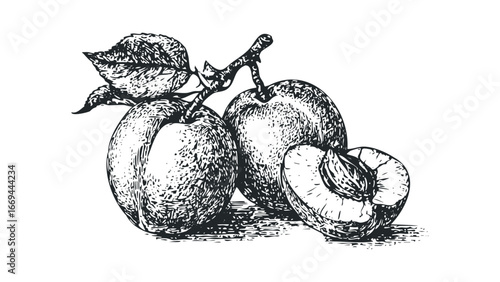 Detailed Vintage Sketch of Two Plums and One Half Plum with Stem and Leaves. Vector hand drawn illustration