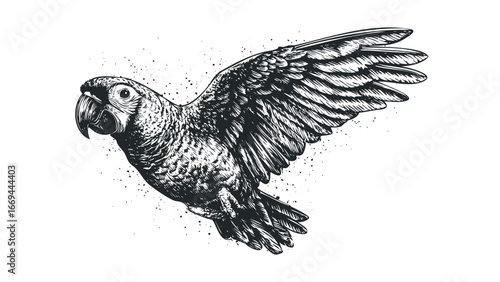 Detailed sketch of a parrot in flight with wings spread wide. Vector hand drawn illustration