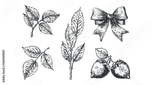 Vintage botanical drawings of leaves, fruit, and bow. Vector hand drawn illustration