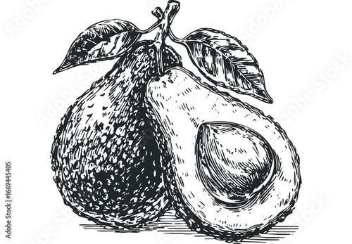 Vintage-style sketch of ripe avocados with leaves on a white background. Vector hand drawn illustration