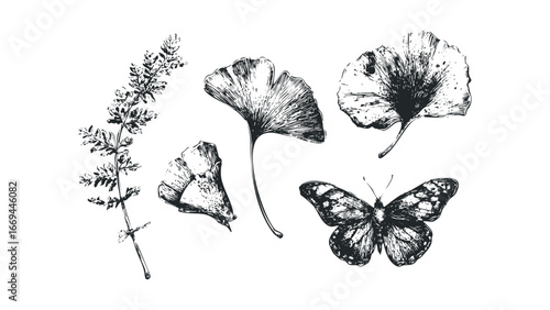 Detailed Hand-Drawn Collection of Ginkgo Leaves and Butterfly. Vector hand drawn illustration