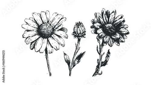 Wallpaper Mural Black and White Sketch of Daisy Flowers and Bud. Vector hand drawn illustration Torontodigital.ca