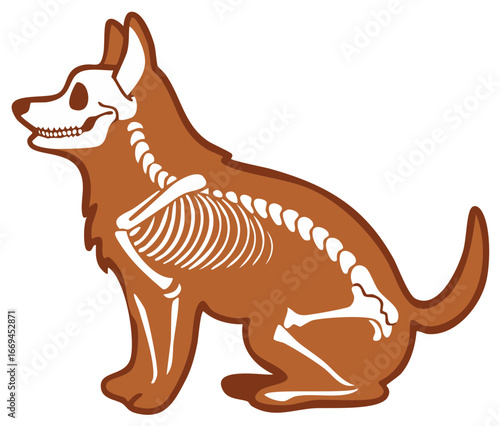 Cartoon Dog Skeleton Illustration, Anatomical Pet Bones Diagram, Animal Internal Systems