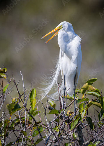 great white heron