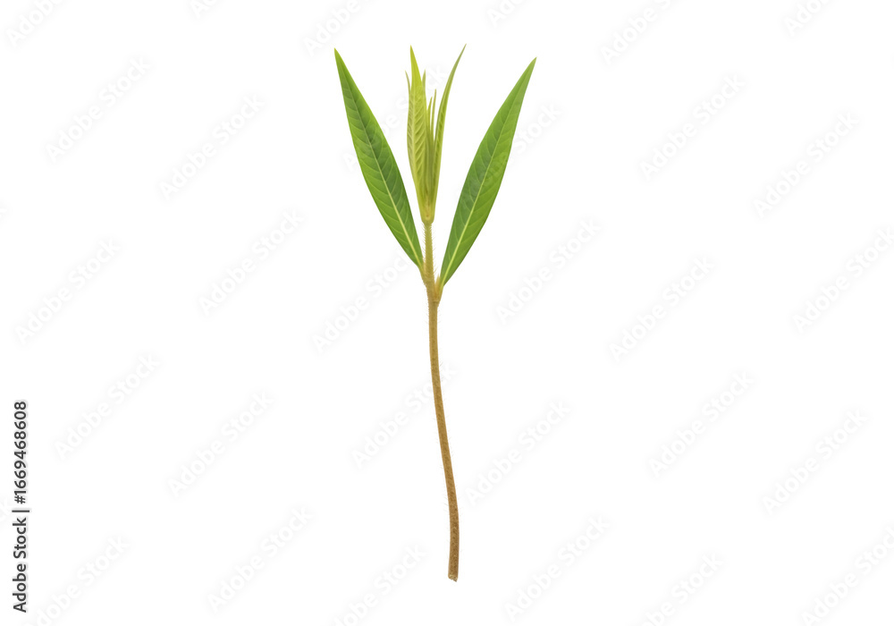 Fototapeta premium Single green leaf branch isolated on transparent background, showcasing its vibrant color and intricate details, perfect for botanical or culinary themes