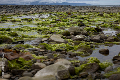 Seaweed at beach in Homer, Alaska.