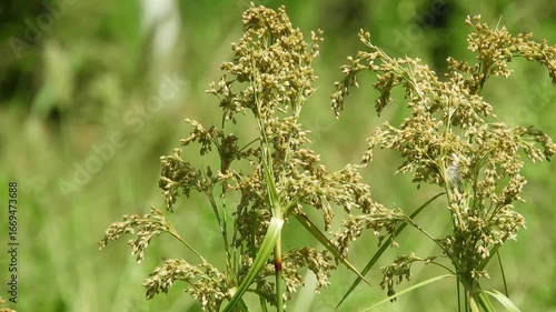 【山野草】アブラガヤ（油茅）：Scirpus wichurae　250821-1