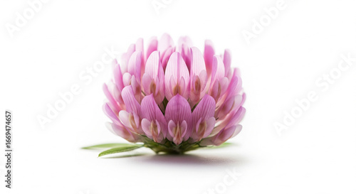 Single pink clover on white background