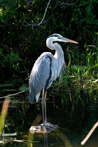 great  heron