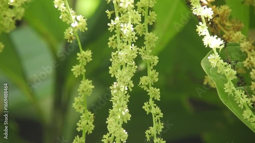 【山野草】オニドコロ（鬼野老）・雄花：Dioscorea tokoro 　250821-1