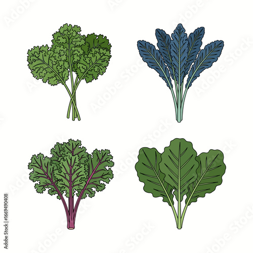 Fresh Green Kale Leaves