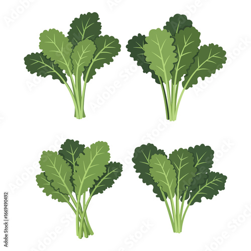 Fresh Green Kale Leaves