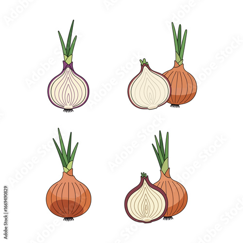 Fresh Organic Onion Vegetable
