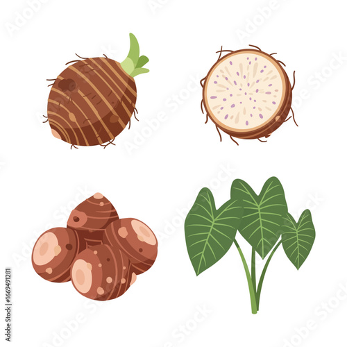 Taro Plant with Fruit