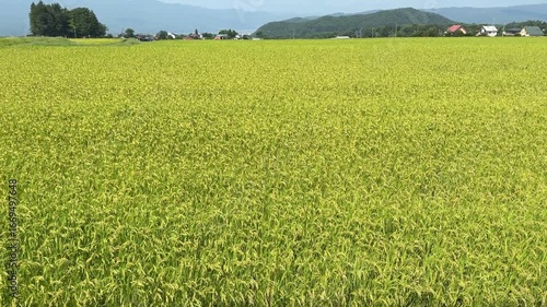 田んぼの風景