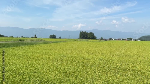 田んぼの風景