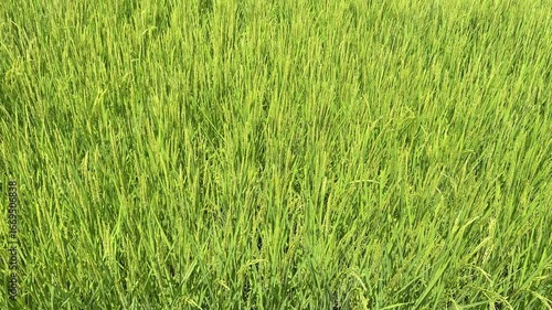 緑の稲穂