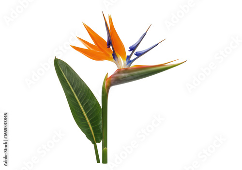 Fotografie Isolated Bird of Paradise flower, tropical plant blossom, Strelitzia reginae pla