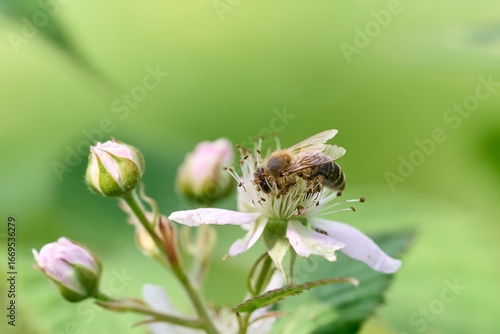 Bee on apple blossom. Green natural background.	