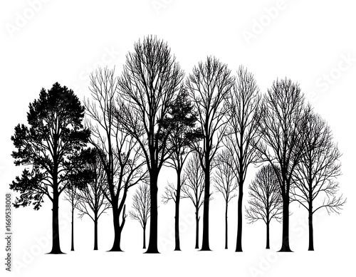Silhouettes of bare winter trees (1)