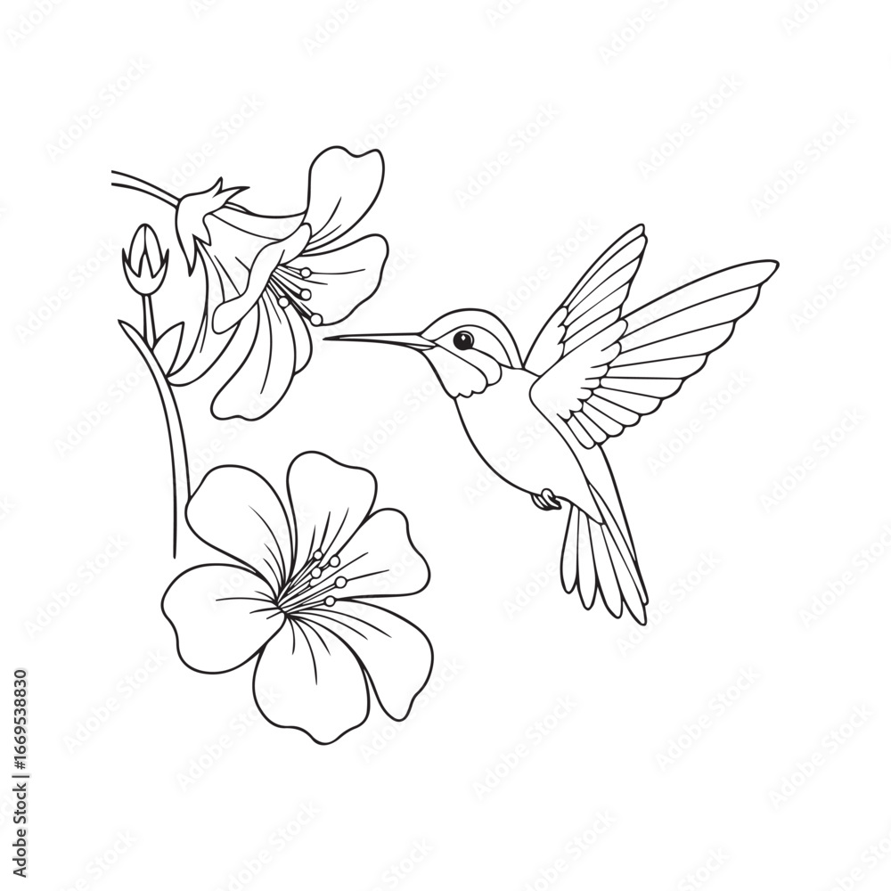 Fototapeta premium Cute hummingbird and hibiscus flowers coloring page, isolated black and white line art illustration. 