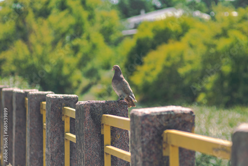 Brown Pigeon Standing on Stone Outdoors