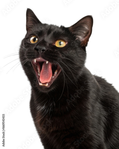 Black american shorthair cat meowing with mouth open showing teeth and bright yellow eyes full of energy