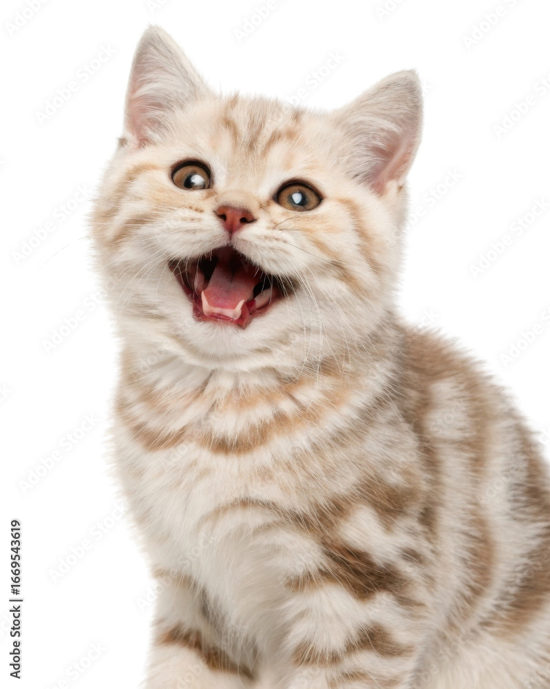 Fototapeta premium Playful american shorthair cat kitten with open mouth and striped cream fur showing joyful expression