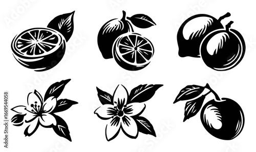 Black and White Illustrations of Citrus Fruits and Floral Designs