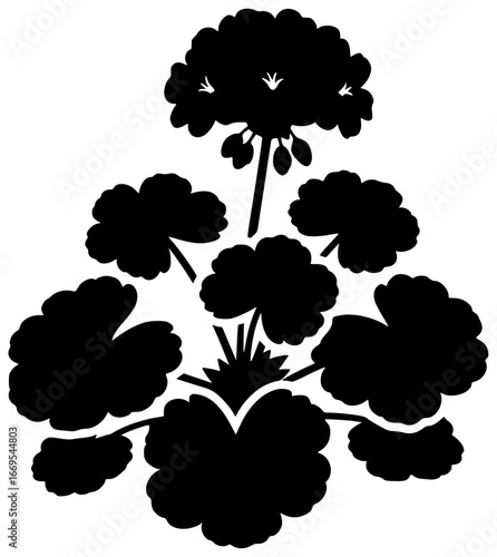 Geranium plant in a garden with blooming flowers and lush leaves naturally