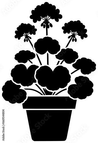 Geranium plant in a garden with blooming flowers and lush leaves naturally