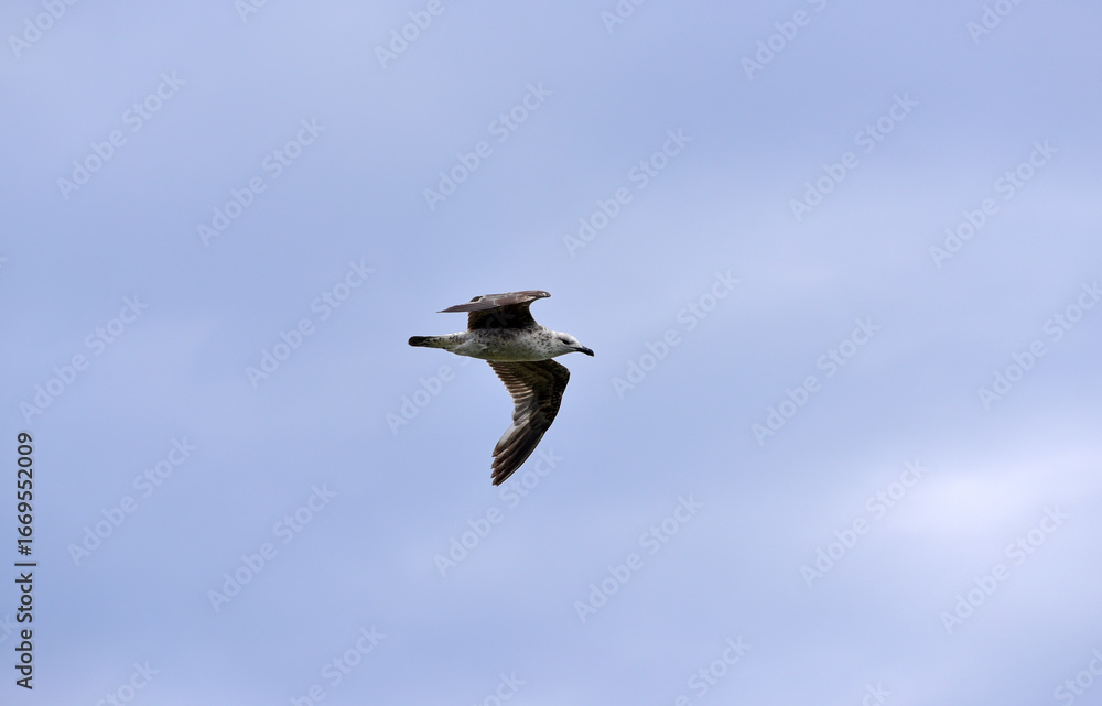 Obraz premium A seagull flies in the sky with clouds