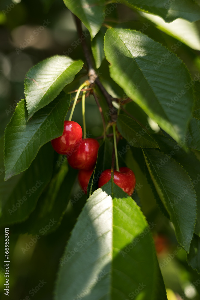 Fototapeta premium Juicy, ripe, red cherries hanging from cherry tree branch