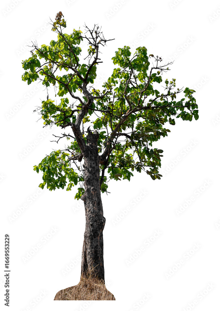 Obraz premium Green tree isolated on transparent background with clipping path and alpha channel