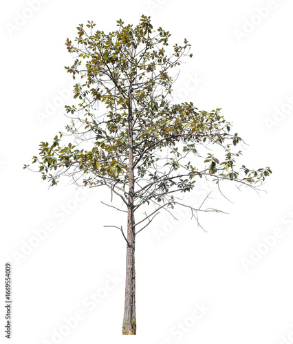 Tree isolated on transparent background with clipping path and alpha channel