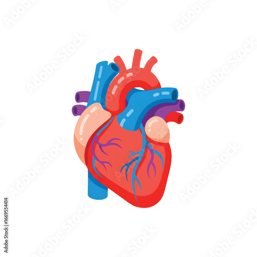 Detailed anatomical illustration of a human heart.