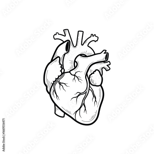 Detailed black and white anatomical illustration of a human heart, showing its internal structures and vessels.