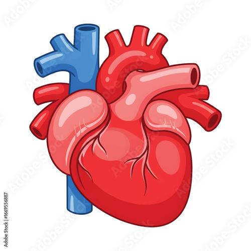 Anatomical illustration of a human heart with major blood vessels.