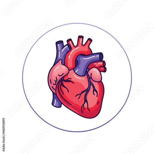 Detailed anatomical illustration of a human heart, showing major vessels and chambers.