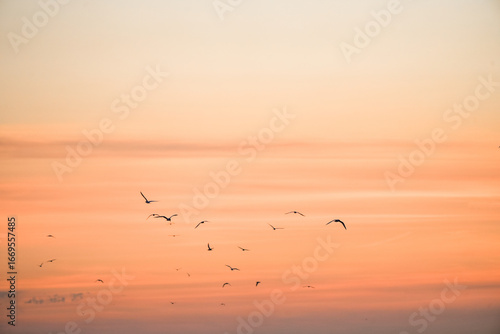 Sunset on the Atlantic coast. A pastel-colored sky and black silhouettes of coastal birds.
